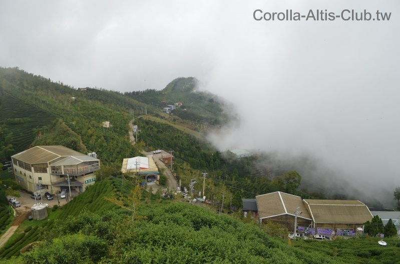 大崙山銀杏林